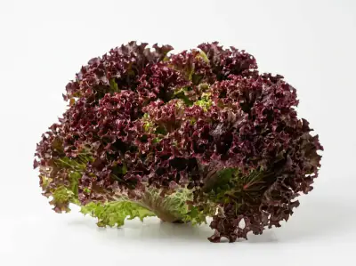 Selada Oakleaf - XFarm House