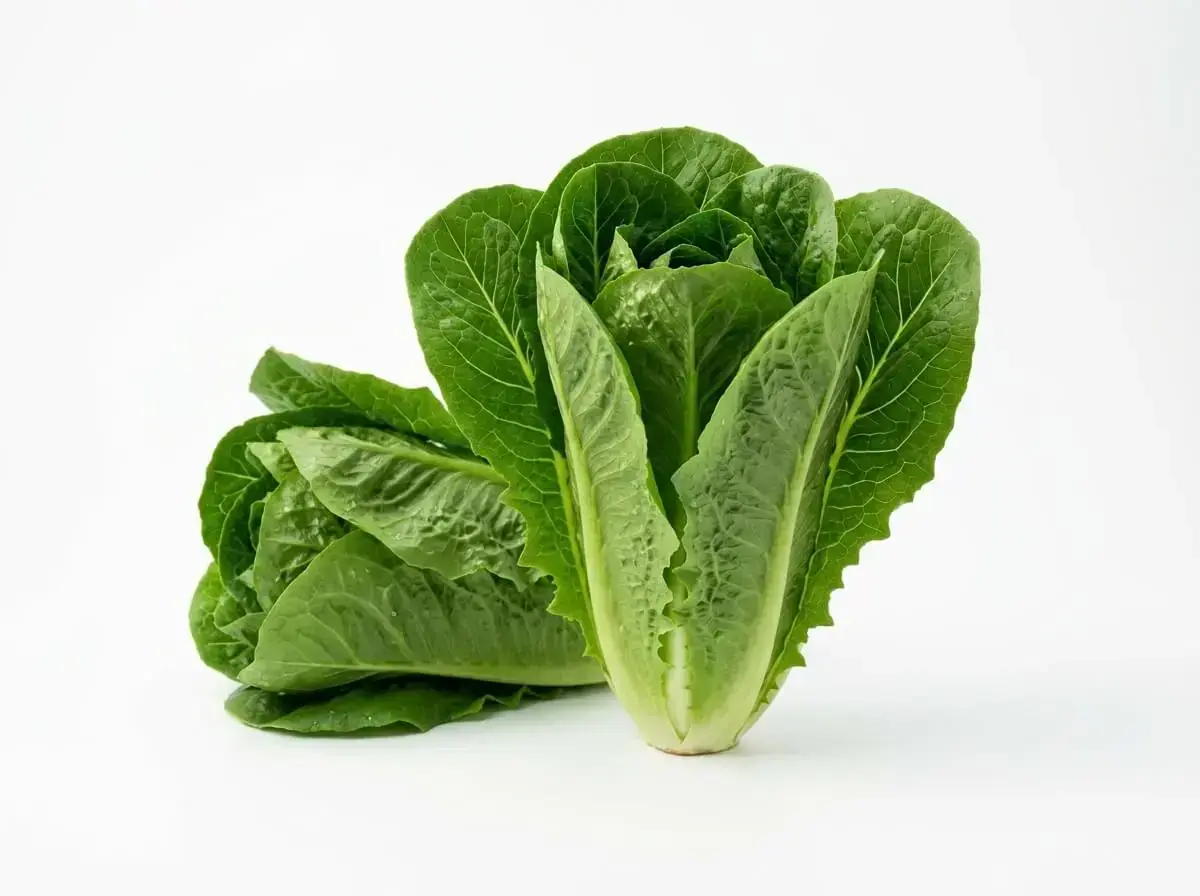 Selada Romaine - Selada Hidroponik XFarm House